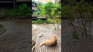 Mae Kampong Chiang Mai beautiful nature shotrs shortvideo [upl. by Gaston]