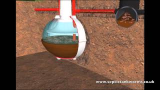 Septic Tank Worms [upl. by Eskill]