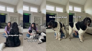 Differences Between My 2 Newfoundland Dogs When Getting Pets [upl. by Rubinstein648]