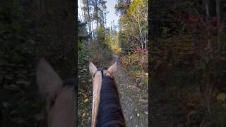 The Path Less Traveled Wilderness Exploration  Horse Community  Horse Lovers horse [upl. by Ybbil561]