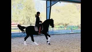 Ana Gilmour and KB Tomega Fahim  ShagyaArabian Stallion  schooling flying changes at home [upl. by Zil]