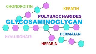 Glycosaminoglycan [upl. by Merl]