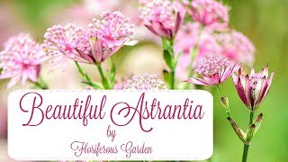 Astrantia flowers [upl. by Vashtee26]