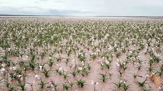 Sandhof Lilies which only appear in a good rain year at a specific location in Namibia [upl. by Zosi997]