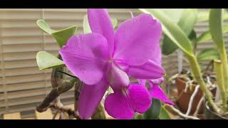 Cattleya walkeriana 4n in bloom  Some Care Tips [upl. by Kcirddahc]