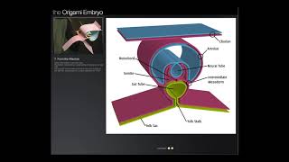 Origami Embryo Origami de Embrião [upl. by Akselav]