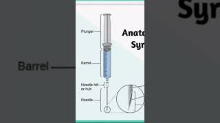 syringe anatomy syringe pump syringe feeding cat syringe asmr syringe feeding kittens [upl. by Dnomrej]