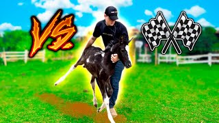 CORRIDA com o NOVO POTRO [upl. by Burnside103]