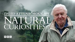 David Attenboroughs Natural Curiosities  BBC Select [upl. by Tadashi181]