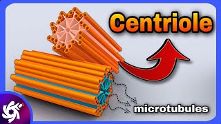 centriole in 3 Minutes  structure and function [upl. by Felisha112]