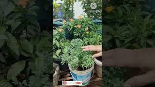 Marjoram plant propagate maruvam plant youtubeshorts shorts [upl. by Marieann]