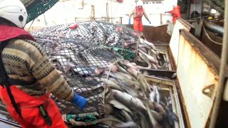 Fishing and Processing on a Freezing Trawler [upl. by Ashley]