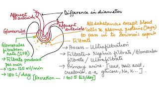 WHAT IS ULTRAFILTRATION HUMAN PHYSIOLOGY CH19 PART 10 ISCCBSE 11 [upl. by Lamont]