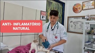 ANTIINFLAMATÓRIO BARATO E SEGURO PARA CÃES E GATOS [upl. by Annayram]