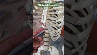 Xiphoid Process sternum draqilshah viralvideos anatomy grossanatomy youtubeshorts shorts dr [upl. by Tatiania833]