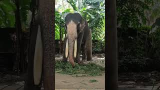 Tusker with long tusksplz subscribe for more videos [upl. by Bray]