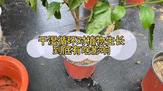 盆土干湿循环对植物生长到底有何意义 [upl. by Neelrahc70]