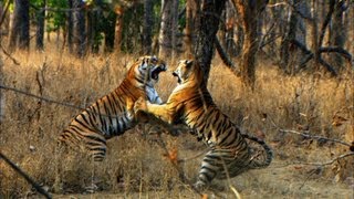 Tiger Cubs First Prey  David Attenborough  Tiger  Spy in the Jungle  BBC Earth [upl. by Ahsinam]