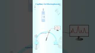 Capillary gel electrophoresis [upl. by Lananna]