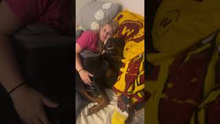 My Rottweiler stole my wife and attacked me for trying to get in bed bearandryan guarddog ohno [upl. by Bright56]