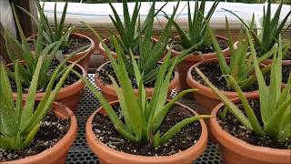 Save the Aloe Pups How to Propagate Aloe Vera [upl. by Lacombe]