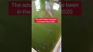 How Are The Fish In The Alligator Pool 🤔🐟🐊 shorts fish [upl. by Eixela774]