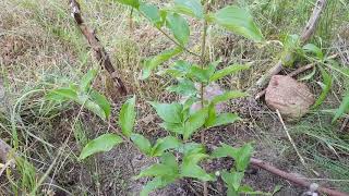 Cornus Mas Shan [upl. by Ytsrik998]