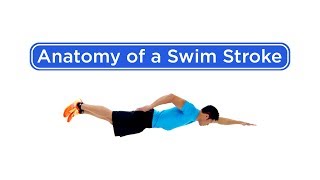 Anatomy of a Swim Stroke [upl. by Adnale]