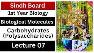 polysaccharides  starch  glycogen  cellulose  chitin  biological molecules  class 11 bio [upl. by Selma386]