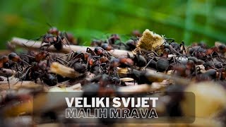 VELIKI SVIJET malih mrava [upl. by Convery754]