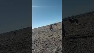 Catching Mustang Diabella in the huge winter pasture [upl. by Gean]