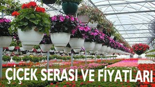 ÇİÇEK SERASI VE FİYATLARI 🌹 25 TL MUM ÇİÇEĞİ 🌹 5 TL KASIMPATI 🌹  TL KAMELYA ÇİÇEĞİ  TL ORMAN GÜLÜ [upl. by Obala]