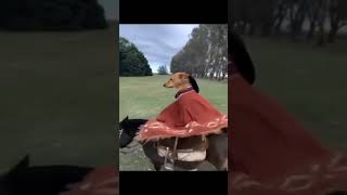 Dog Riding On Horse meme template [upl. by Mailiw]