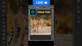 Double Tiger with Clone Tool In Photoshopphotoshoptutorial photoediting coreldraw [upl. by Olnee]