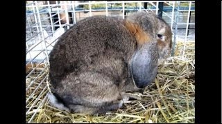 Kleinwidder Lopeared Rabbit Petit Bélier Gris Garenne Illfurth 2012 [upl. by Otrepur984]