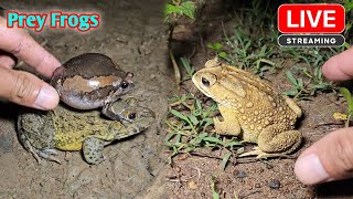 Boing boing catching froggy funny  catch frogs make you laugh [upl. by Yanrahc494]