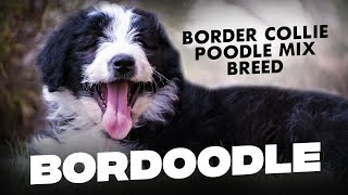 Bordoodle– 11 Things to Know Before Getting One Border Collie Poodle Mix [upl. by Kcirdlek]