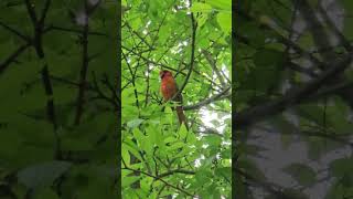 Northern Cardinal singing [upl. by Krysta]