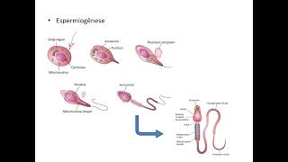 Gametogênese masculina [upl. by Golden164]