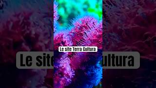 Gorgone Pourpre  Paramuricea clavata nature viralvideo animals mediterranean wildphotography [upl. by Fairman]