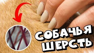 ШЕРСТЬ СОБАКИ  СТРОЕНИЕ ОСОБЕННОСТИ И УНИКАЛЬНЫЕ СВОЙСТВА [upl. by Teryl876]