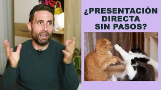 ¿Se puede poner a convivir a dos gatos sin hacer presentación [upl. by Murat]