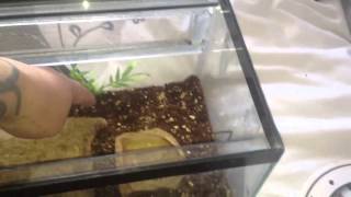 Rehousing my Scolopendra hardwickei [upl. by Cassell]