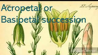 acropetal or besipetal succession [upl. by Drue]