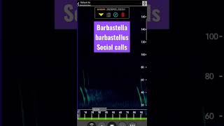 Barbastelle bats Social calls [upl. by Byler]