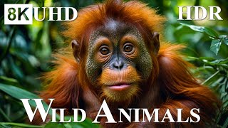 8K HDR WILDLIFE Animal Habitats in 8K Ultra HD [upl. by Torr2]