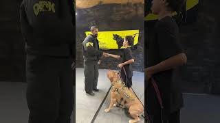 Trained dog dog training dogtraining viralshort video viralvideo [upl. by Eener299]