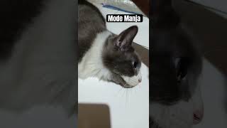 Mode Manja 🐈‍⬛ catvideos catlover cute kitten [upl. by Ajdan]