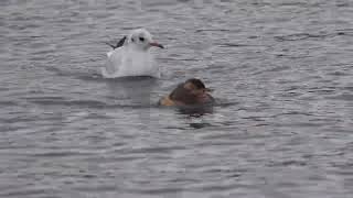 Little Grebes shadowed by BlackHeaded Gulls [upl. by Renell]