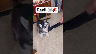 powerful Husky puppy 😡 Top most dog dog husky trendingsongs shorts viral [upl. by Nnaitak]